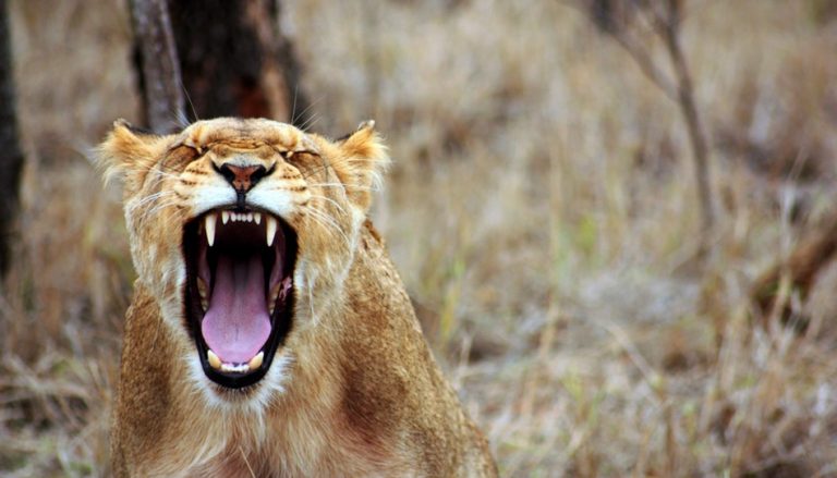 不罵髒話的理由